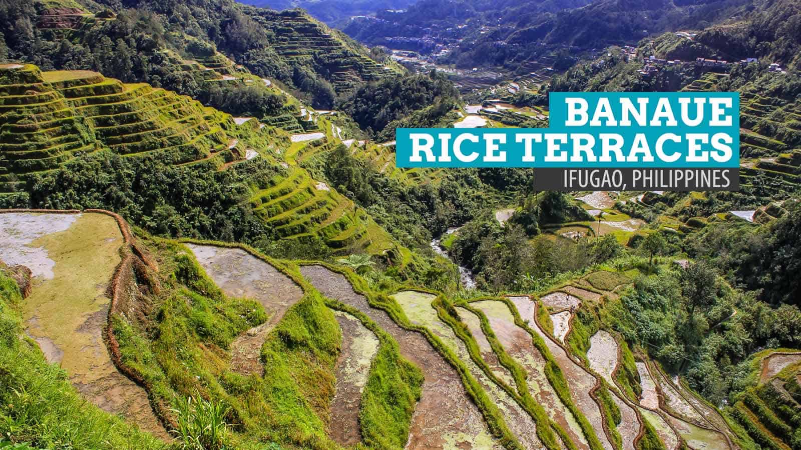 rice terraces图片