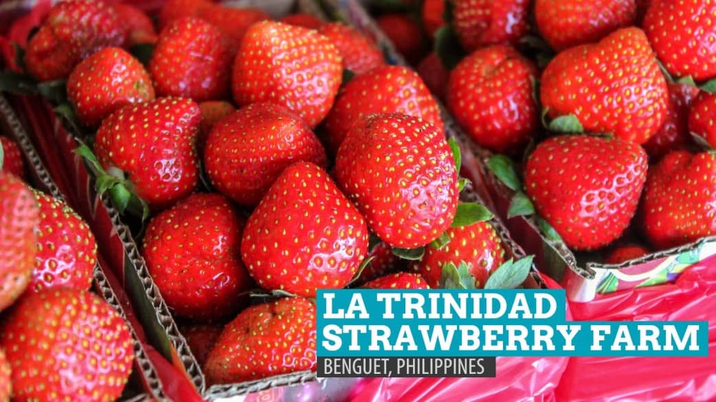 La Trinidad Strawberry Farm Heartshaped Madness in Benguet
