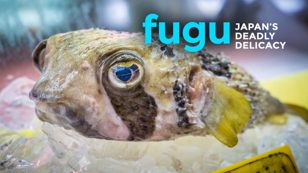 Trying Fugu, Japan's Deadly Delicacy The Poor Traveler Itinerary Blog