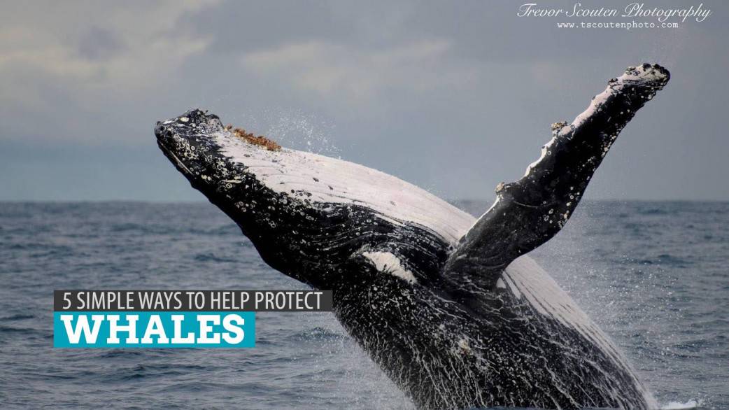 5 Simple Ways to Help Protect Whales | The Poor Traveler Itinerary Blog