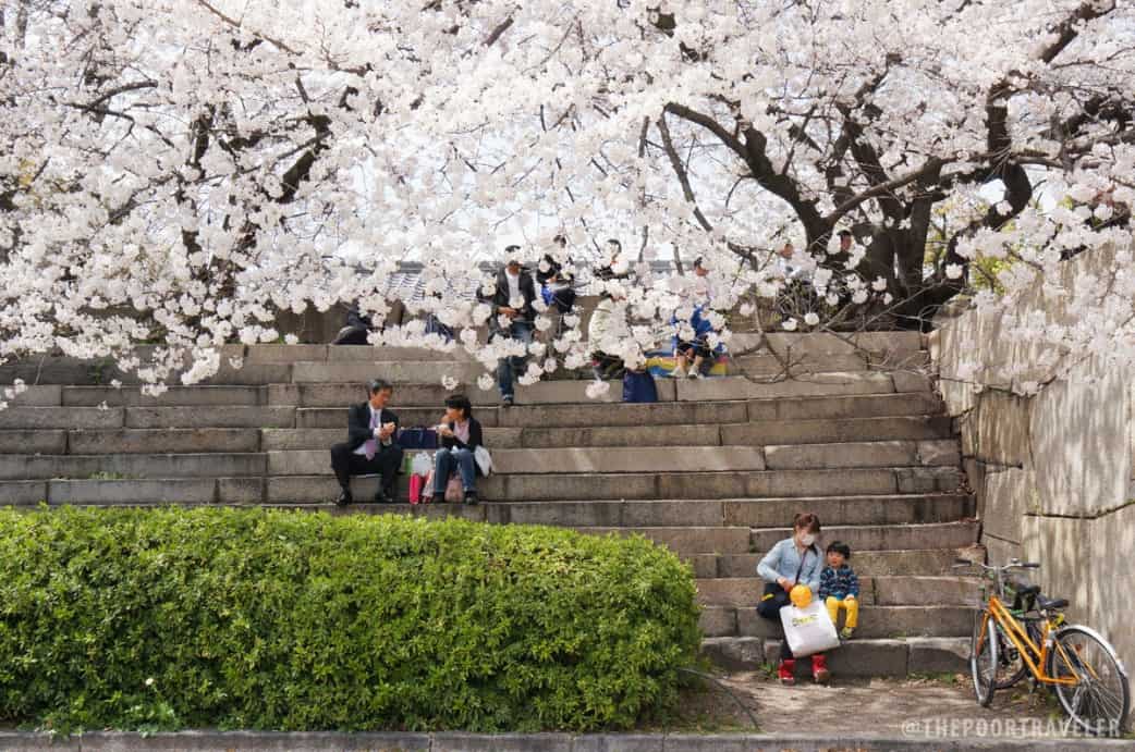 10 Photos of Cherry Blossoms in Japan | The Poor Traveler Itinerary Blog