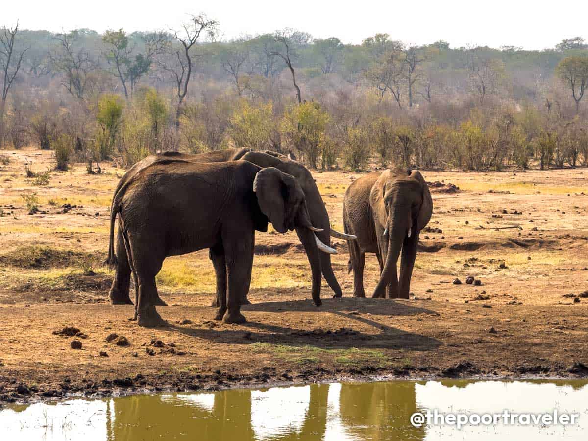 Elecrew Elephants Zimbabwe