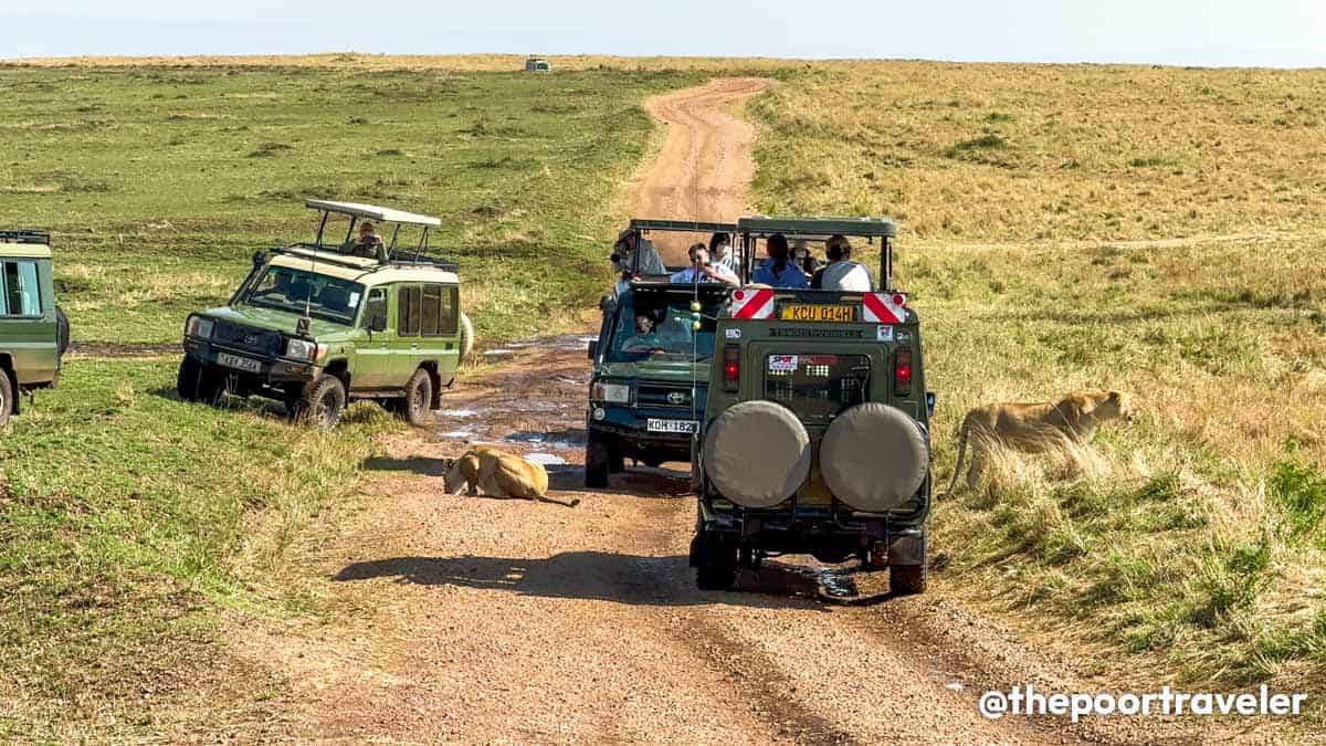 Safari Lions close to Vehicle