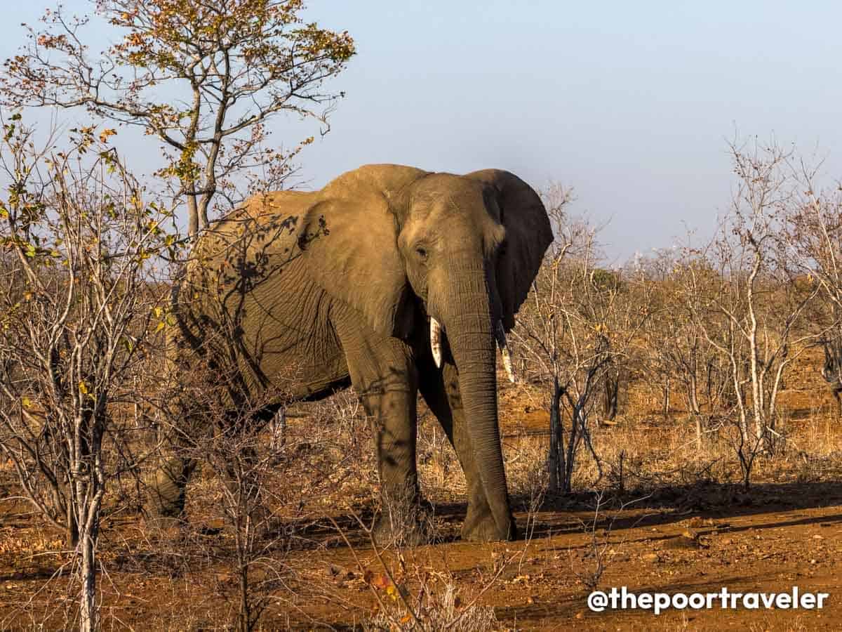 Victoria Falls Nature Reserve Elephants