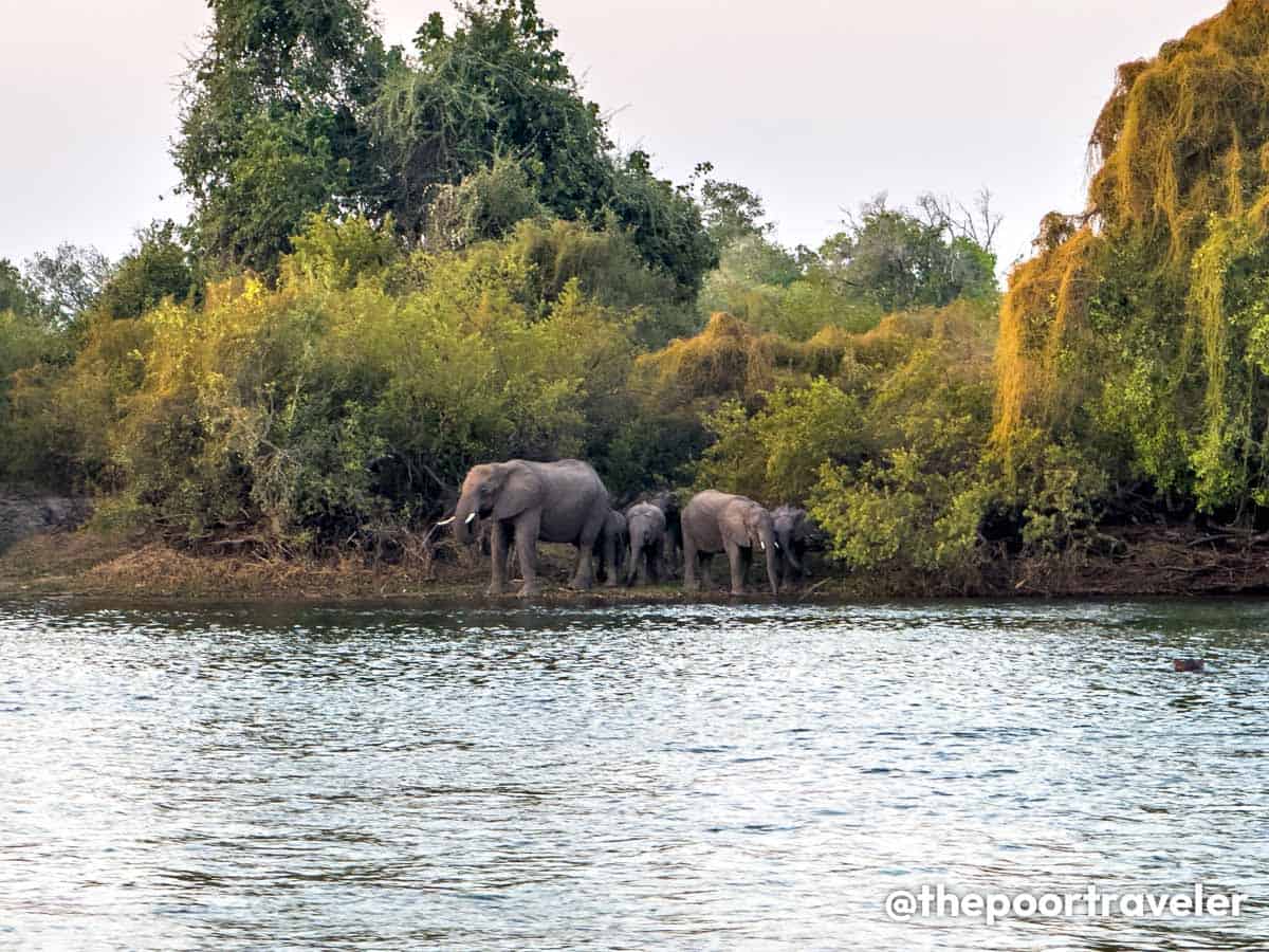 Zambezi River Elephants